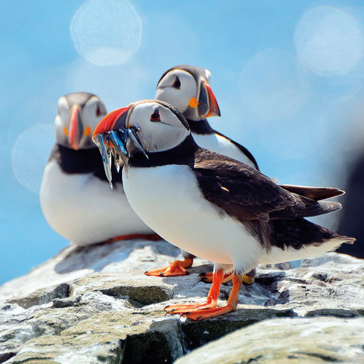 Three puffins sitting on a rock, one holding fish in its beak Three puffins sitting on a rock, one holding fish in its beak